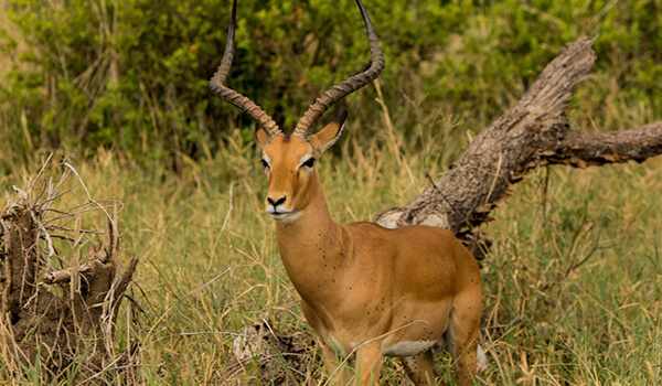 Foto: hoe een impala eruit ziet