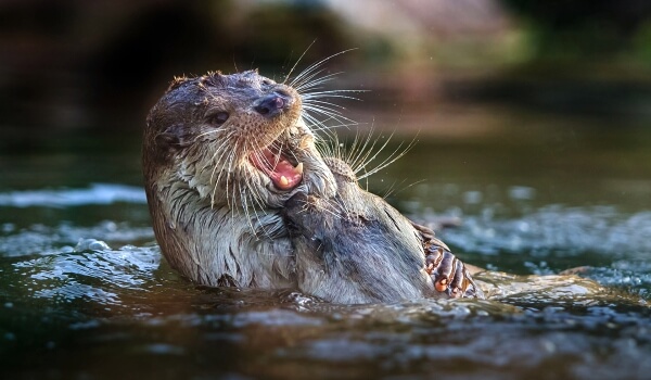 Photo: River Otter