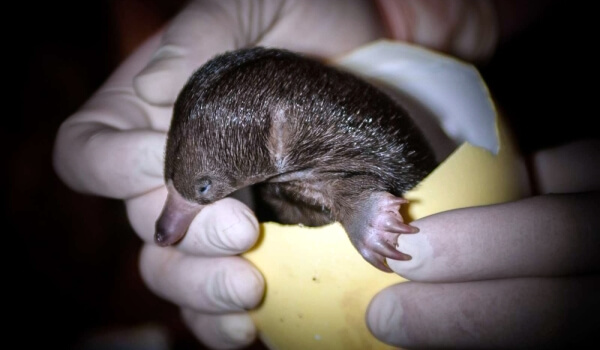 Photo: Baby Platypus