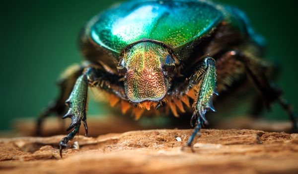 Photo: Golden bronze beetle