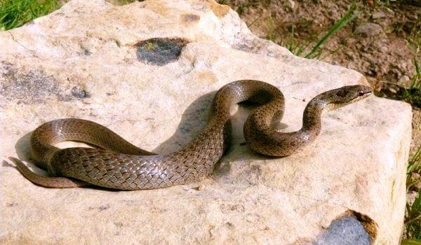Photo: Copperhead snake