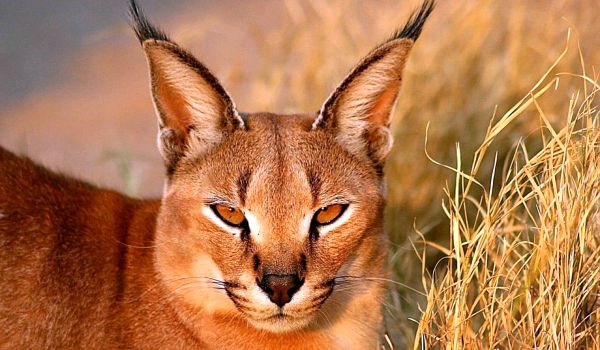 Photo: Caracal Red Book