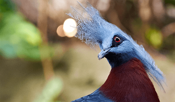 Photo: What a crowned pigeon looks like