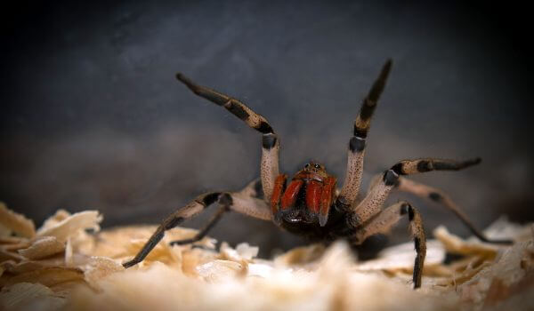 Photo: Spider soldier animal