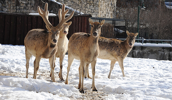 Photo: David's Deer in Winter