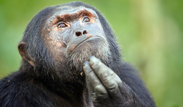 Foto: cómo se ve un bonobo