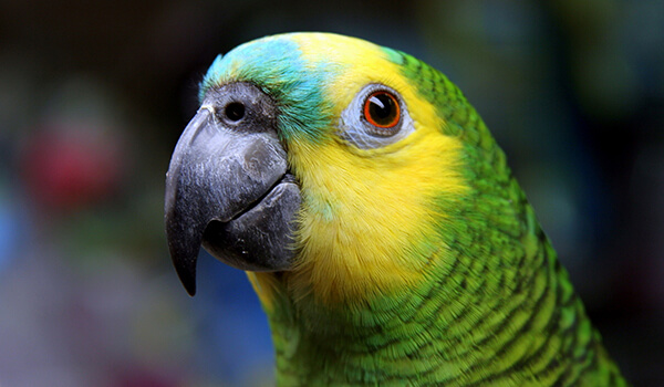 Photo: Amazon Cuban Parrot
