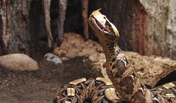 Photo: Cassava snake