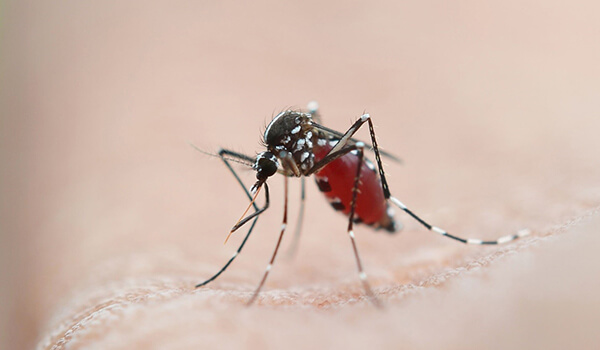 Foto: Mosquito da malária dos Urais