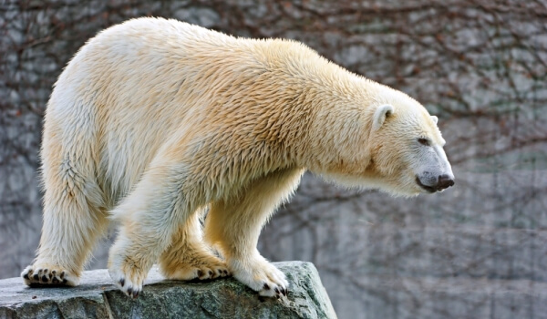 Foto: Zvíře ledního medvěda