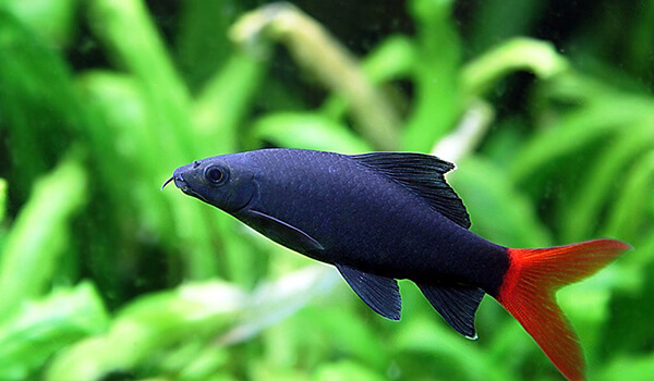 Photo: Two-color labeo fish