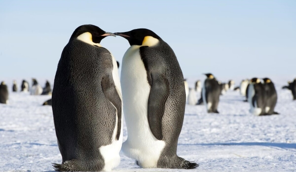 Foto: Pinguim-imperador