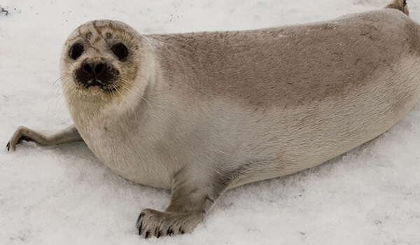 Photo: Fur seal from the Red Book