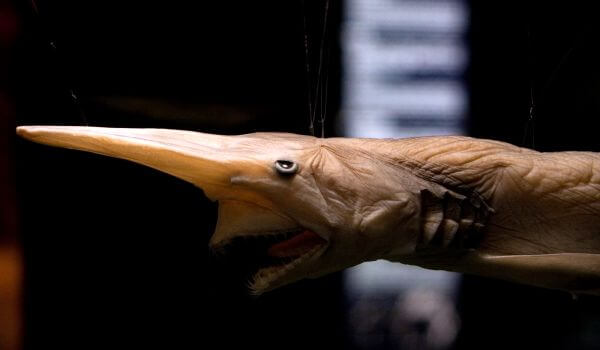 Foto: Goblin Deep Sea Shark