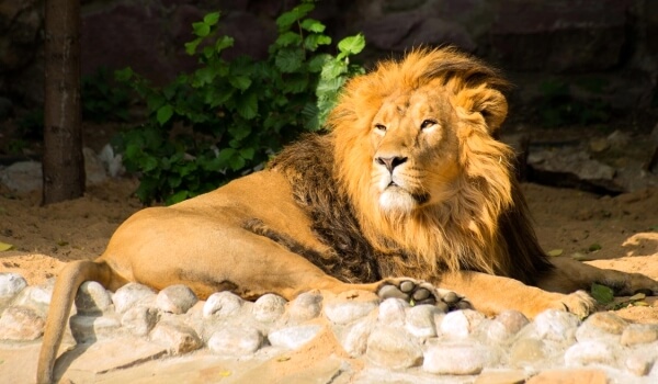 Foto: Asijský lev