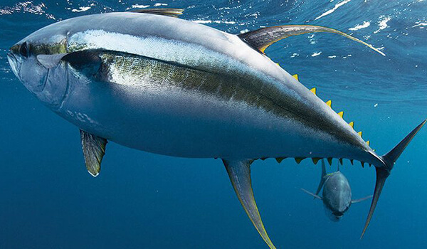 Photo: Big Tuna