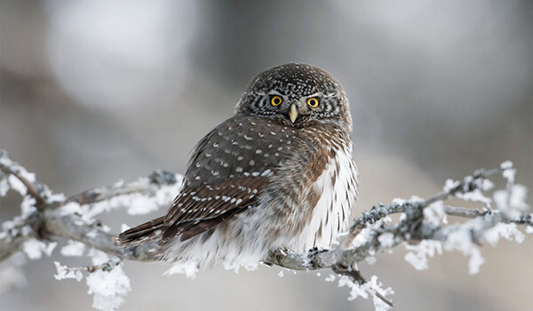 Foto: Ugle om vinteren