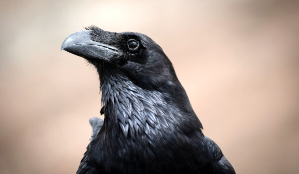 Photo: Raven