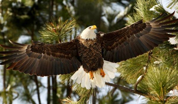 Photo: US Bald Eagle