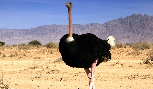 Where the African ostrich lives