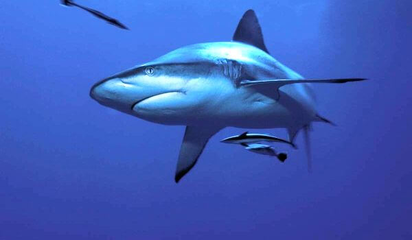 Foto: Tiburón toro