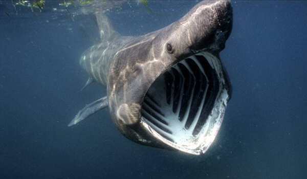 Photo: Giant shark underwater
