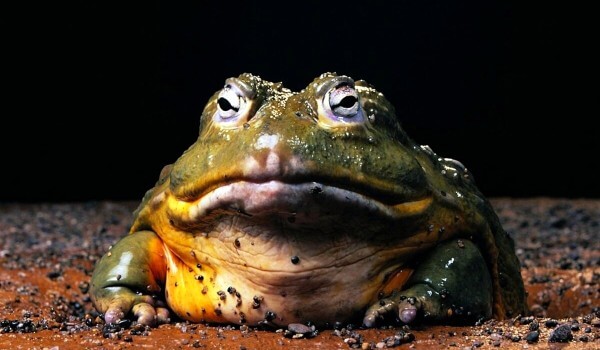 Photo: Goliath Frog