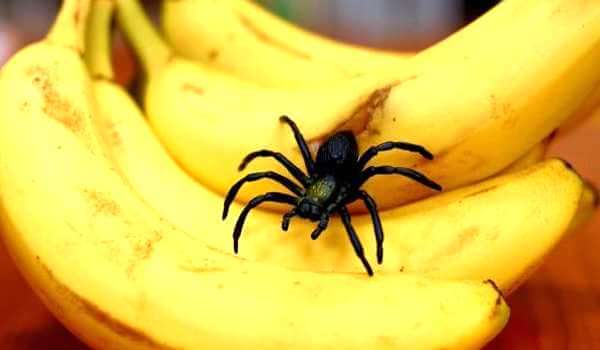 Photo: Banana spider in bananas