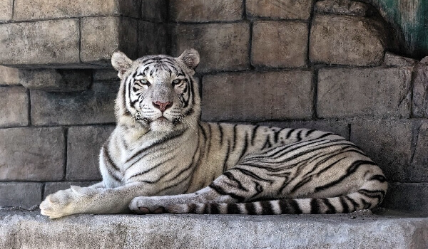 Photo: White Tiger from the Red Book