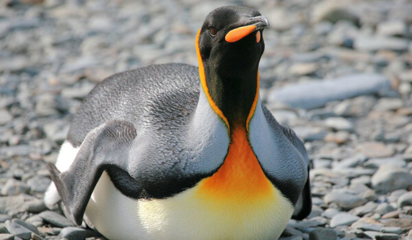 Photo: King penguin in nature