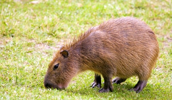 Photo : Capybara