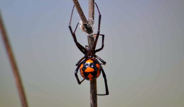 Photo: Karakurt Spider