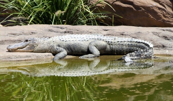 Photo: Alligator