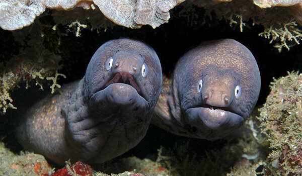 Photo: Moray eels