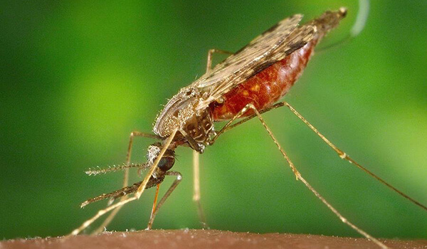 Foto: Grande mosquito da malária