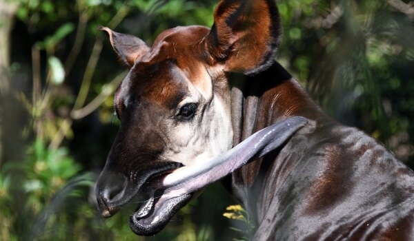 Photo: Okapi in Africa