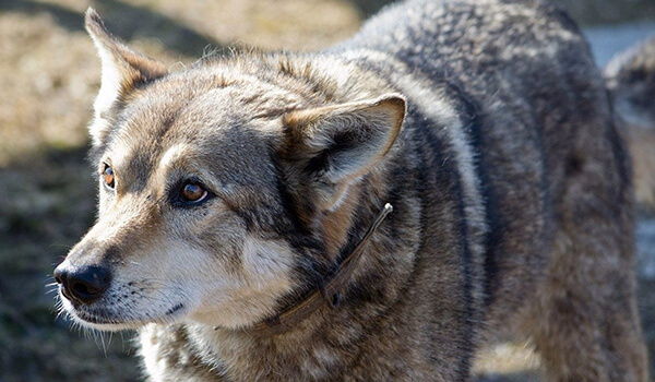 Photo: Wolfdog