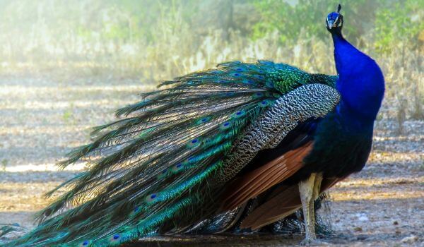 Photo: Blue Peacock