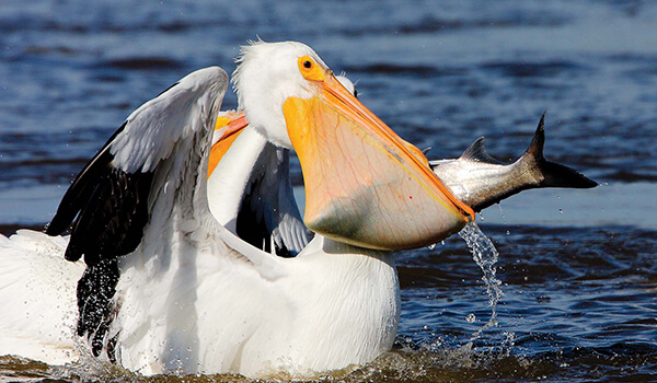 Photo: Pelican in Russia