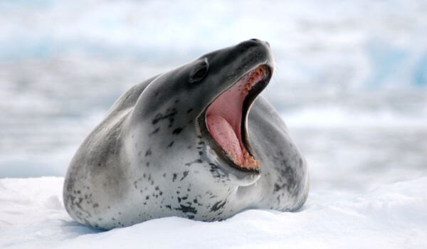 Foto: foca leopardo