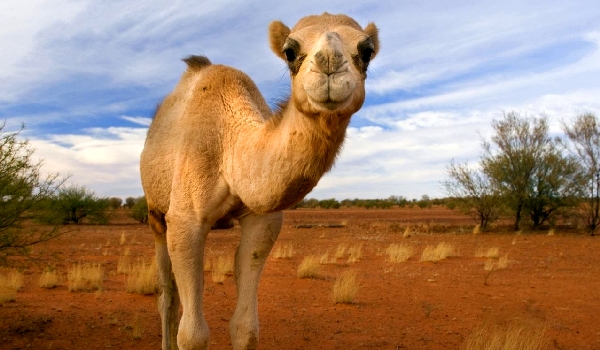 Descrição do camelo de uma corcunda