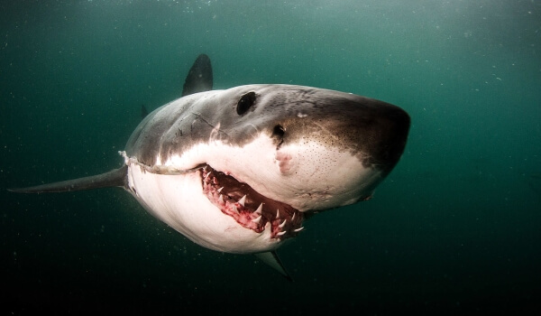 Photo: White Shark Teeth