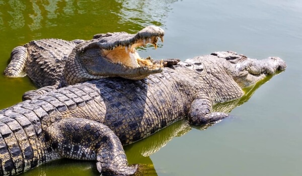Photo: Large combed crocodile