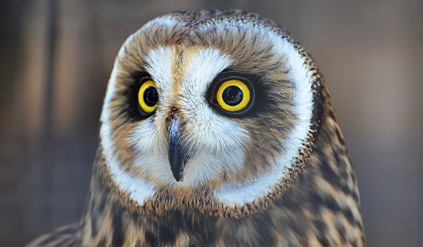 Photo: Short-eared Owl