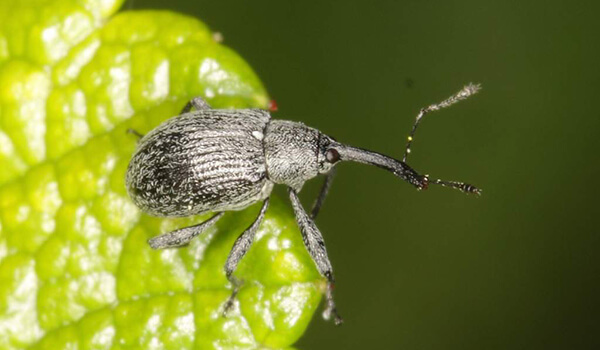 Photo: Insect weevil