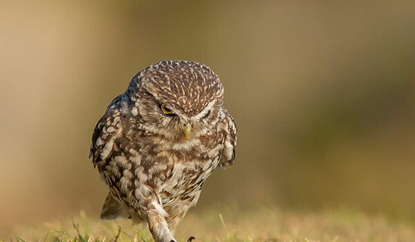  Photo: Owl bird