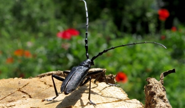 Foto: inseto besouro lenhador