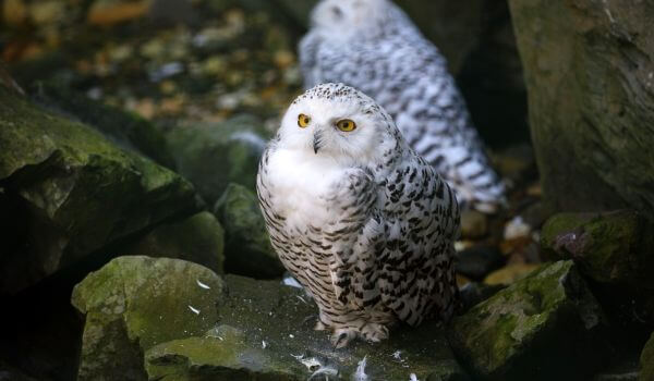 Photo: Snowy Owl Bird