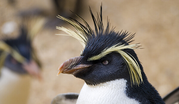 Photo: Crested penguin bird