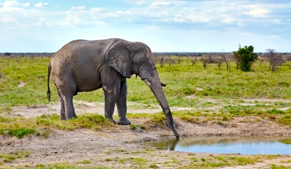 Foto: elefante africano